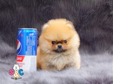 Bán Chó Pomeranian ( Phốc Sóc ) Thuần Chủng Số 18 - HCM - Toàn Quốc