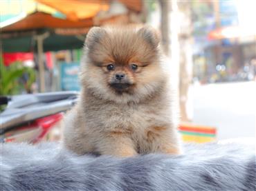 Bán Chó Pomeranian ( Phốc Sóc ) Thuần Chủng Số 20 - HCM - Toàn Quốc