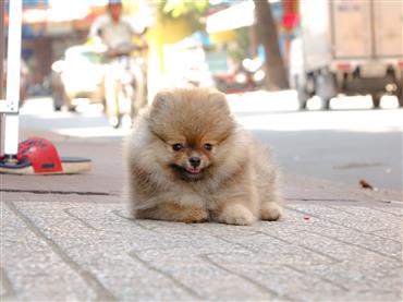 Bán Chó Pomeranian ( Phốc Sóc ) Thuần Chủng Số 21 - HCM - Toàn Quốc