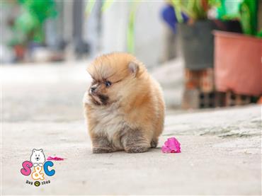 Bán Chó Pomeranian ( Phốc Sóc ) Thuần Chủng Số 24 - HCM - Toàn Quốc