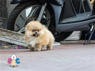 Bán Chó Pomeranian ( Phốc Sóc ) Thuần Chủng Số 25 - HCM - Toàn Quốc