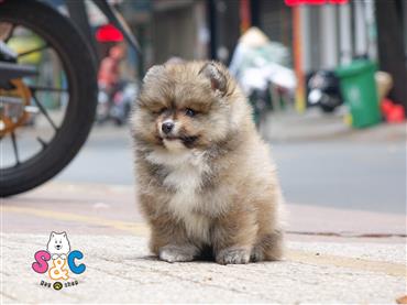 Bán Chó Pomeranian ( Phốc Sóc ) Thuần Chủng Số 28 - HCM - Toàn Quốc