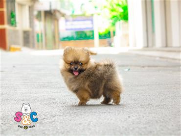 Bán Chó Pomeranian ( Phốc Sóc ) Thuần Chủng Số 29 - HCM - Toàn Quốc