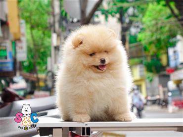 Bán Chó Pomeranian ( Phốc Sóc ) Thuần Chủng Số 32 - HCM - Toàn Quốc