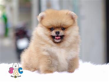 Bán Chó Pomeranian ( Phốc Sóc ) Thuần Chủng Số 36 - HCM - Toàn Quốc