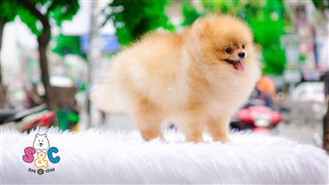 Bán Chó Pomeranian ( Phốc Sóc ) Thuần Chủng Số 4 - HCM - Toàn Quốc