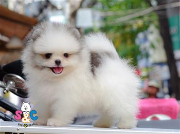 Bán Chó Pomeranian ( Phốc Sóc ) Thuần Chủng Số 5 - HCM - Toàn Quốc