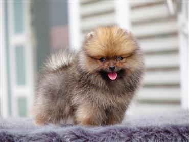 Bán Chó Pomeranian ( Phốc Sóc ) Thuần Chủng Số 54 - HCM - Toàn Quốc