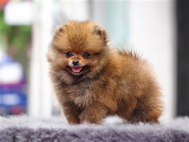 Bán Chó Pomeranian ( Phốc Sóc ) Thuần Chủng Số 55 - HCM - Toàn Quốc