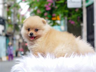 Bán Chó Pomeranian ( Phốc Sóc ) Thuần Chủng Số 56 - HCM - Toàn Quốc