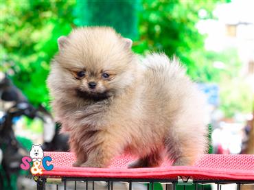 Bán Chó Pomeranian ( Phốc Sóc ) Thuần Chủng Số 6 - HCM - Toàn Quốc