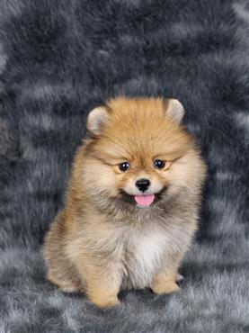 Bán Chó Pomeranian ( Phốc Sóc ) Thuần Chủng Số 61 - HCM - Toàn Quốc