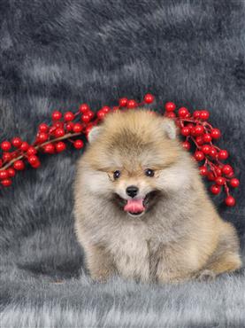 Bán Chó Pomeranian ( Phốc Sóc ) Thuần Chủng Số 65 - HCM - Toàn Quốc