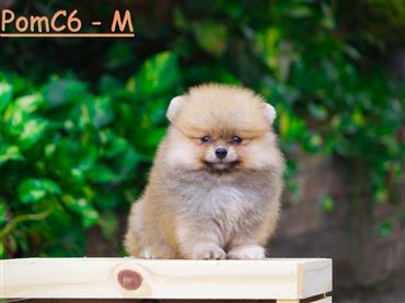 Bán Chó Pomeranian ( Phốc Sóc ) Thuần Chủng Số 67 - HCM - Toàn Quốc