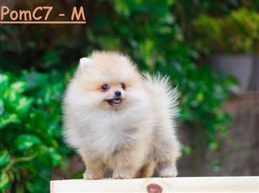 Bán Chó Pomeranian ( Phốc Sóc ) Thuần Chủng Số 68 - HCM - Toàn Quốc