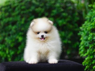 Bán Chó Pomeranian ( Phốc Sóc ) Thuần Chủng Số 69 - HCM - Toàn Quốc