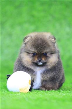 Bán Chó Pomeranian ( Phốc Sóc ) Thuần Chủng Số 7 - HCM - Toàn Quốc