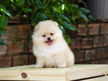 Bán Chó Pomeranian ( Phốc Sóc ) Thuần Chủng Số 72 - HCM - Toàn Quốc