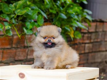 Bán Chó Pomeranian ( Phốc Sóc ) Thuần Chủng Số 74 - HCM - Toàn Quốc