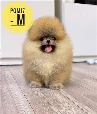 Bán Chó Pomeranian ( Phốc Sóc ) Thuần Chủng Số 78 - HCM - Toàn Quốc