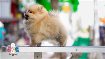 Bán Chó Pomeranian ( Phốc Sóc ) Thuần Chủng Số 8 - HCM - Toàn Quốc
