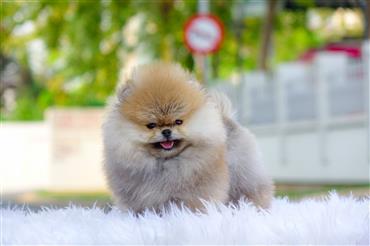 Bán Chó Pomeranian ( Phốc Sóc ) Thuần Chủng Số 90 - HCM - Toàn Quốc