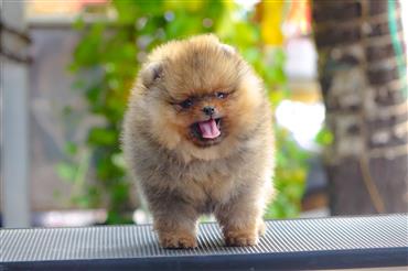 Bán Chó Pomeranian ( Phốc Sóc ) Thuần Chủng Số 91 - HCM - Toàn Quốc