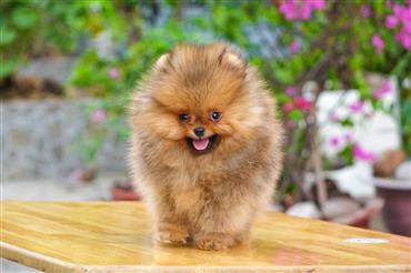 Bán Chó Pomeranian ( Phốc Sóc ) Thuần Chủng Số 93 - HCM - Toàn Quốc