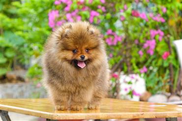 Bán Chó Pomeranian ( Phốc Sóc ) Thuần Chủng Số 94 - HCM - Toàn Quốc