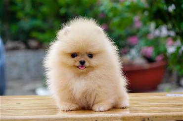 Bán Chó Pomeranian ( Phốc Sóc ) Thuần Chủng Số 95 - HCM - Toàn Quốc