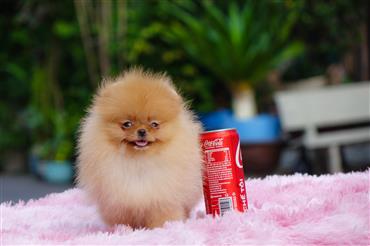 Bán Chó Pomeranian ( Phốc Sóc ) Thuần Chủng Số 96 - HCM - Toàn Quốc