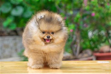 Bán Chó Pomeranian ( Phốc Sóc ) Thuần Chủng Số 97 - HCM - Toàn Quốc