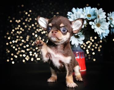 Bán Chó Chihuahua thuần Chủng Số 1 - HCM - Toàn Quốc