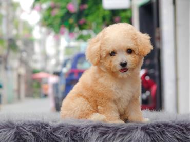 Bán Chó Poodle thuần Chủng Số 9 - HCM - Toàn Quốc