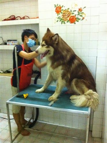 Bệnh viêm ruột ở chó Alaska - Nguyên nhân và cách chữa trị