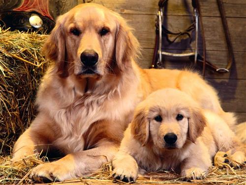Các bệnh thường gặp ở chó Golden Retriever
