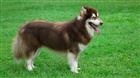 Cách Phân Biệt Chó Alaska Và Chó Husky Mà Bạn Cần Biết
