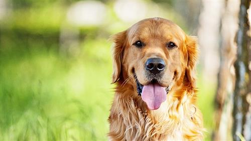 Chó Golden Retriever ăn gì? Cách chăm sóc hợp lý