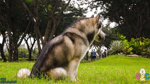 Giúp chó Alaska ngưng buồn bã và lo lắng khi bạn rời khỏi nhà