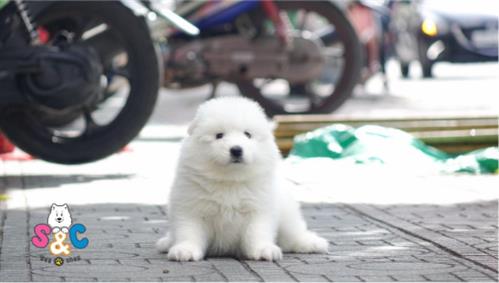 Hướng dẫn chọn mua và cách chăm sóc chó Samoyed 2 tháng tuổi