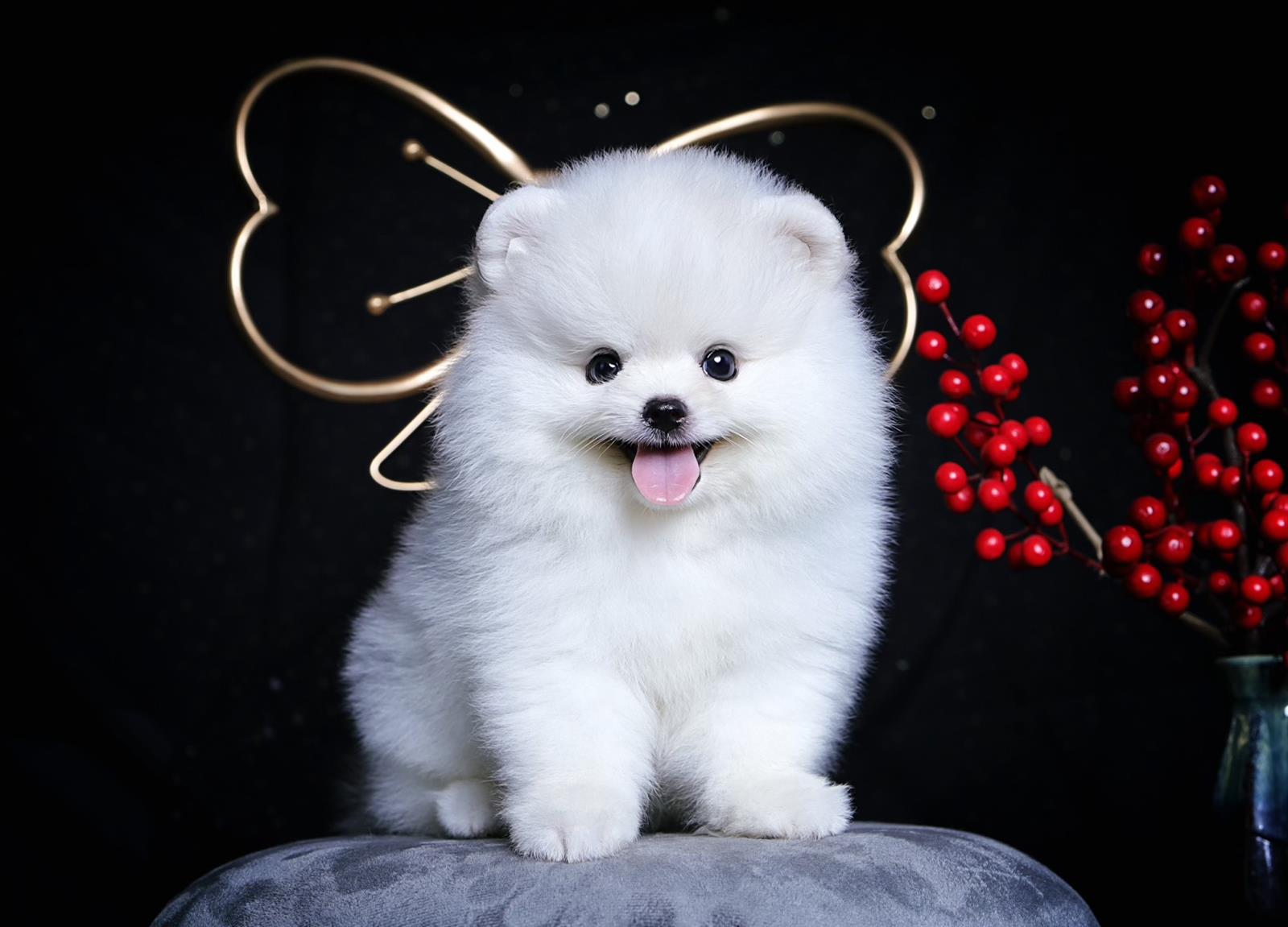 219 hình ảnh chó phốc sóc mini cute đầy đủ màu sắc nhất  ALONGWALKER