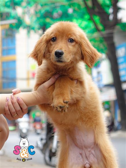 Bán Chó Golden Retriever thuần Chủng Số 1 - HCM - Toàn Quốc