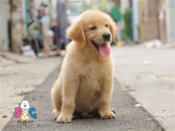 Bán Chó Golden Retriever thuần Chủng Số 3 - HCM - Toàn Quốc