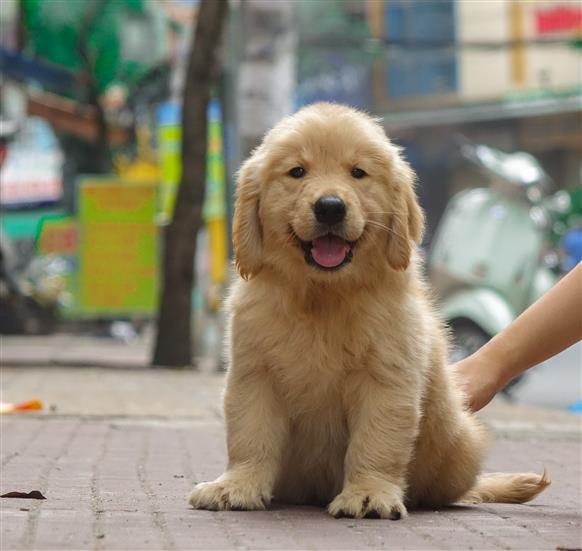 Bán Chó Golden Retriever thuần Chủng Số 5 - HCM - Toàn Quốc