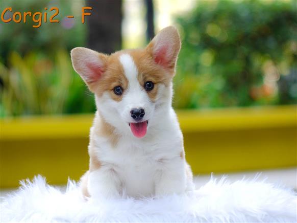 Bán Chó Pembroke Corgi thuần Chủng Số 58 - HCM - Toàn Quốc
