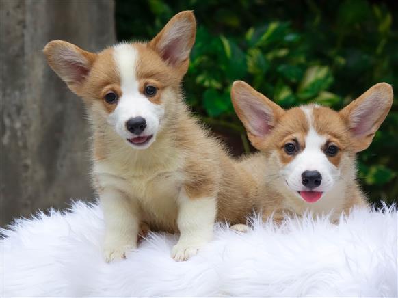 Bán Chó Pembroke Corgi thuần Chủng Số 64 - HCM - Toàn Quốc