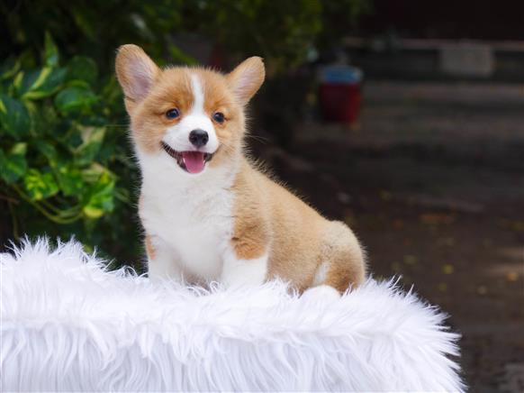 Bán Chó Pembroke Corgi thuần Chủng Số 69 - HCM - Toàn Quốc