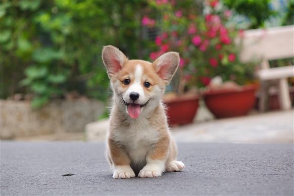 Bán Chó Pembroke Corgi thuần Chủng Số 81 - HCM - Toàn Quốc