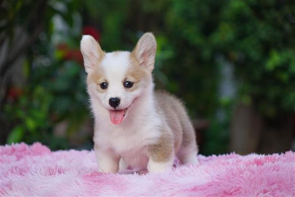 Bán Chó Pembroke Corgi thuần Chủng Số 82 - HCM - Toàn Quốc