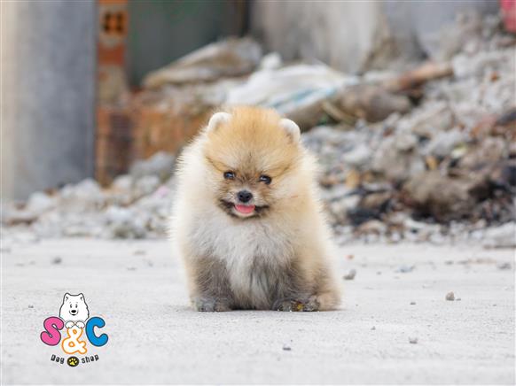 Bán Chó Pomeranian ( Phốc Sóc ) Thuần Chủng Số 33 - HCM - Toàn Quốc